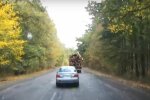 Лесовоз, скриншот: YouTube