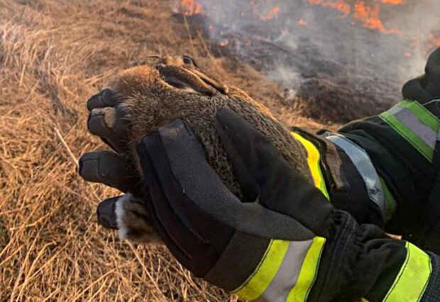Бойцы ГСЧС спасли маленького зайчонка во время пожара:  едва не сгорел в сухой траве