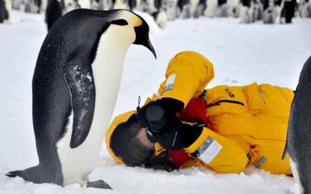 Пінгвіни в Антарктиді влаштували українцям лихі 90-ті