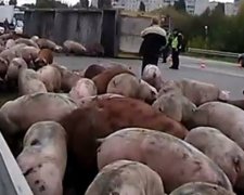 Вантажівка розкидала свиней під Харковом
