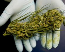 Трагические истории детей заставили власть легализировать марихуану