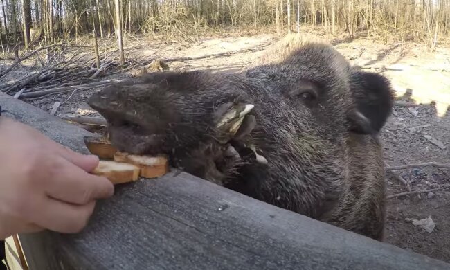 Кабан. Фото: скрін youtube