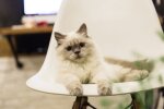кошка, фото pxhere