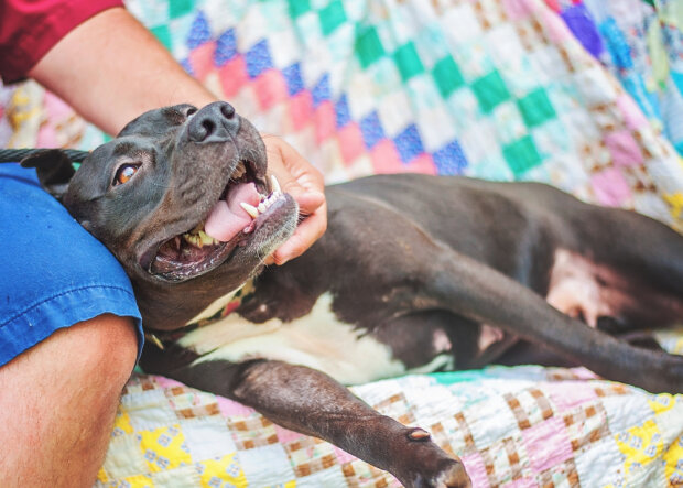Круче, чем Хатико: на Прикарпатье пес спас жизнь хозяину, щемящие кадры