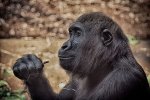 Ученые следили за приматами и детьми, и поняли вот что