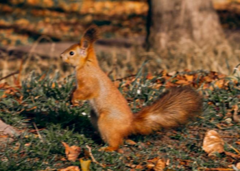 Белка, осень, фото из соцсетей