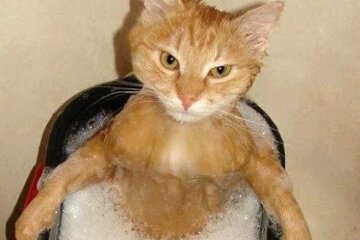 Кот моется в тазике / фото: Pinterest