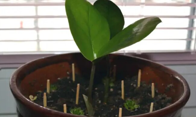 Комнатные растения, скриншот: YouTube