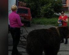 Женщина выгуляла медведя на автомойке