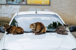 Котики на капоте машины / фото: depositphotos