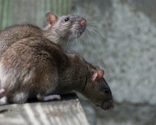 Поки Садовий йде в президенти, Львів захоплюють щури: вже майже в кожному будинку