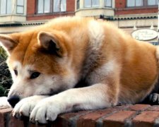 До слез: история украинского Хатико растрогала соцсети