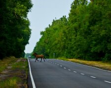 Фото Дениса Вишневського