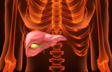 Жовчний міхур, зображення з вільних джерел