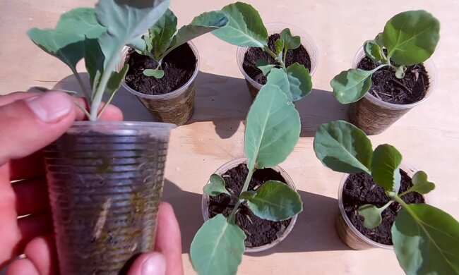 Розсада, кадр з відео