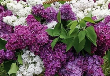 Сирень, кадр из видео