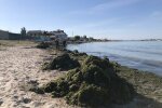 уборка водорослей, фото pro.berdiansk.biz
