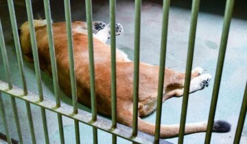 Леви до смерті налякали відвідувачів німецького зоопарку