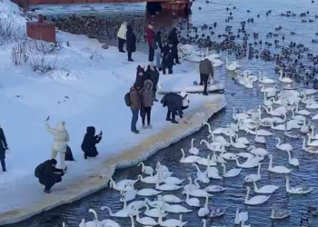 Українці, лебеді, кадр з відео