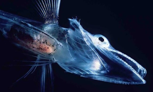 Исследователи нашли странных существ с антифризовой кровью: адаптировалось к холоду миллионы лет назад