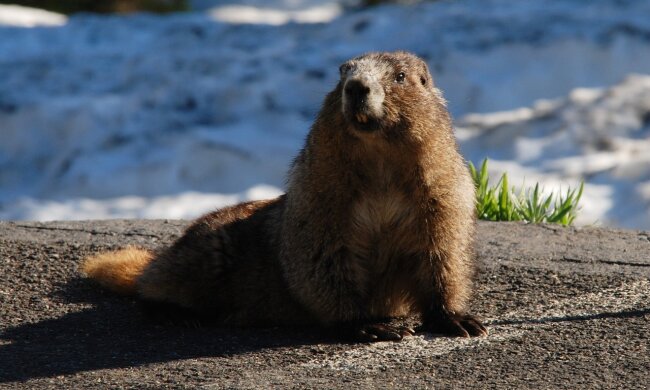 День бабака