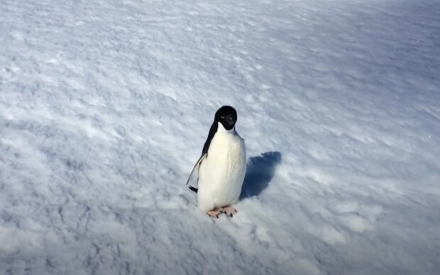 Пінгвін. Фото: скрін, youtube
