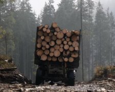 Експерти показали майбутнє українських лісів після концесії