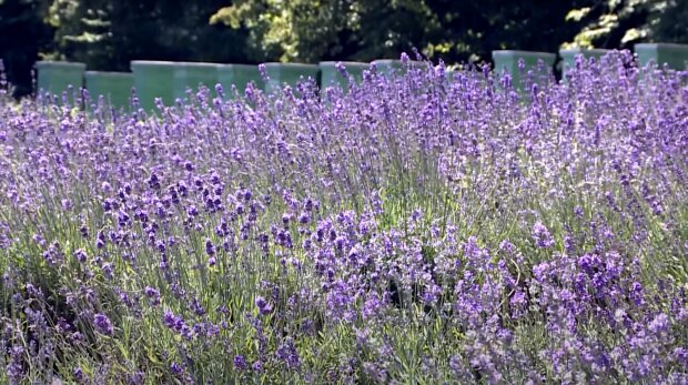 На Прикарпатье цветут лавандовые поля - как у Бога в гостях, волшебные кадры
