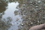 Річка в Криму, фото з соцмреж