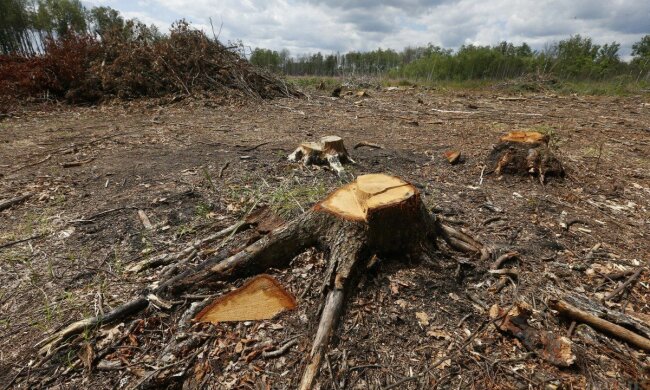В Україні припинили вирубку лісів за крок до екологічної катастрофи: деталі