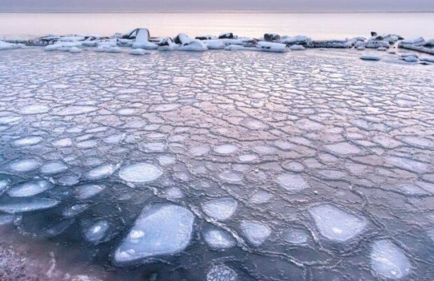 Фото: "Медузы" в Азовском море