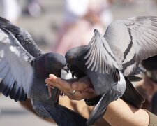 З Франківська різко зникнуть голуби: у Марцінківа озвучили дивний вердикт