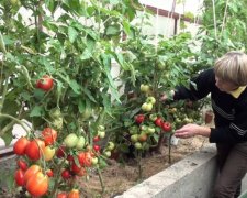 По самі помідори: кримські окупанти завалять РФ томатами