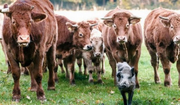 Корови сховали дикого кабана від мисливця (фото)