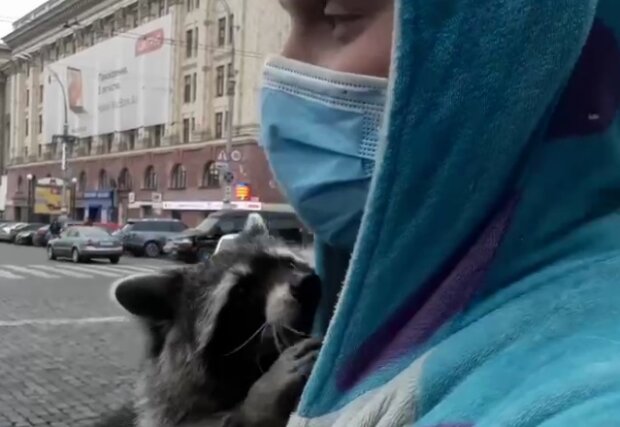 "Ресторанний Майдан" у Харкові очолив єнот