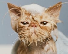Коты во время купания переживают стресс