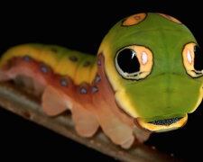 Гусінь метелика під назвою Spicebush swallowtail