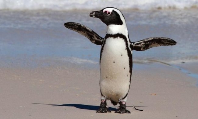 Пінгвін з тбіліського зоопарку втік до  Азербайджану