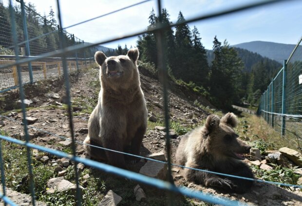 Три медведя в конопле: под Франковском наткнулись на невероятное, - видео все объяснит