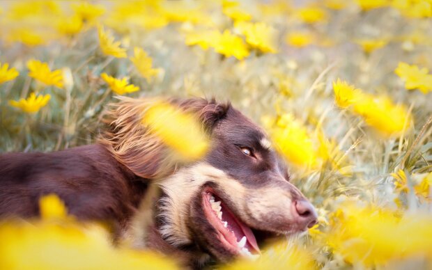 В Львове собакам ставят пломбы, "идеальный оскал": ноу-хау галичан удивило всю Украину