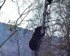 Медведь, фото: скриншот из видео