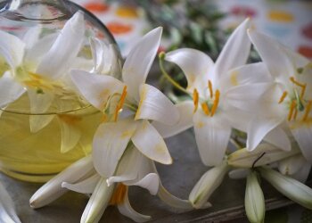 Квіти лілії, фото з вільних джерел