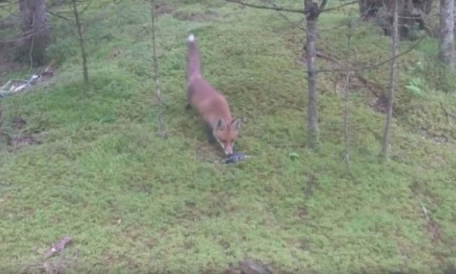 Украденные ключи от машины сделали лису знаменитой