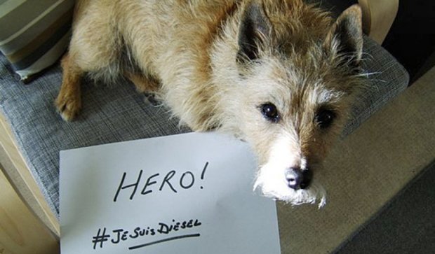 Je Suis Diesel: світ згадує пса-поліцеського, що загинув у Парижі (фото)