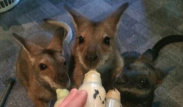 Вдячна кенгуру познайомила рятівницю зі своїм дитинчам (фото)