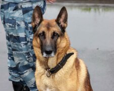 Комиссар Рекс нервно курит: в Днепре четверолапый коп накрыл местного эскобара