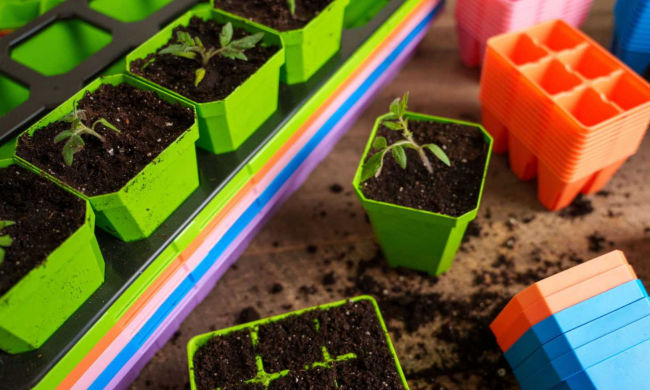 Рассада, изображения из свободных источников