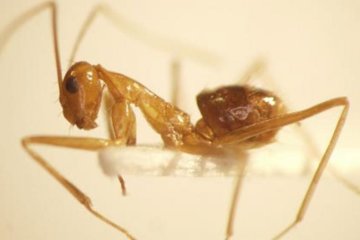 Ученые расшифровали хаотические движения сумасшедших муравьев