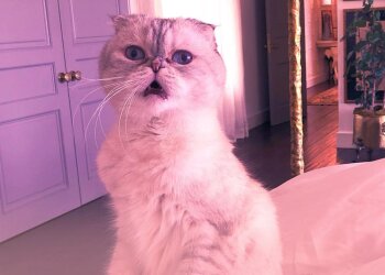 Оливия Бенсон / фото: Instagram @taylorswift