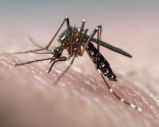 Україну заполонили смертоносні комарі: як захиститися